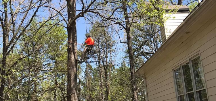 Cross Cut Tree Service and Land Clearing video 818w