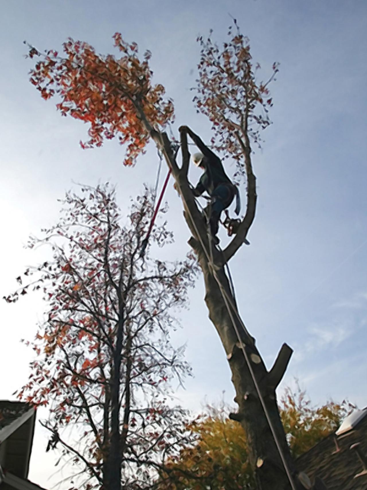 American Redwood Tree & Land Clearing tree service work