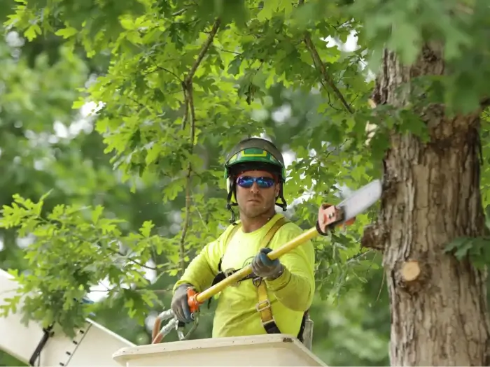 Photo of AKA Tree Service