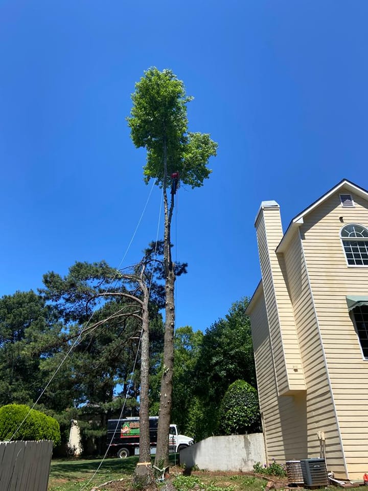 Cifuentes Tree Service LLC tree service work