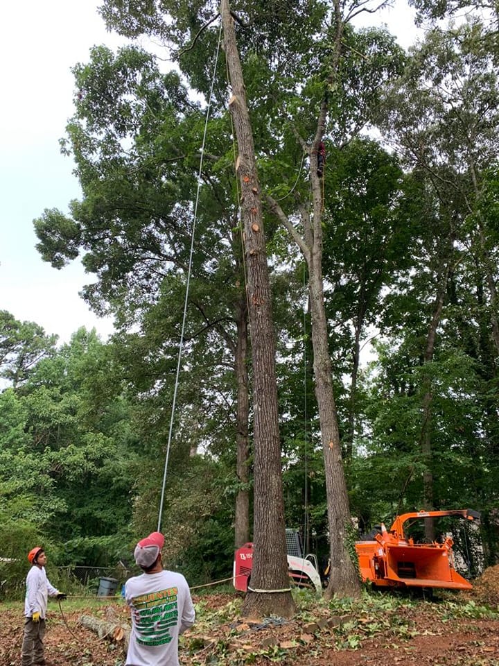 Cifuentes Tree Service LLC tree service work