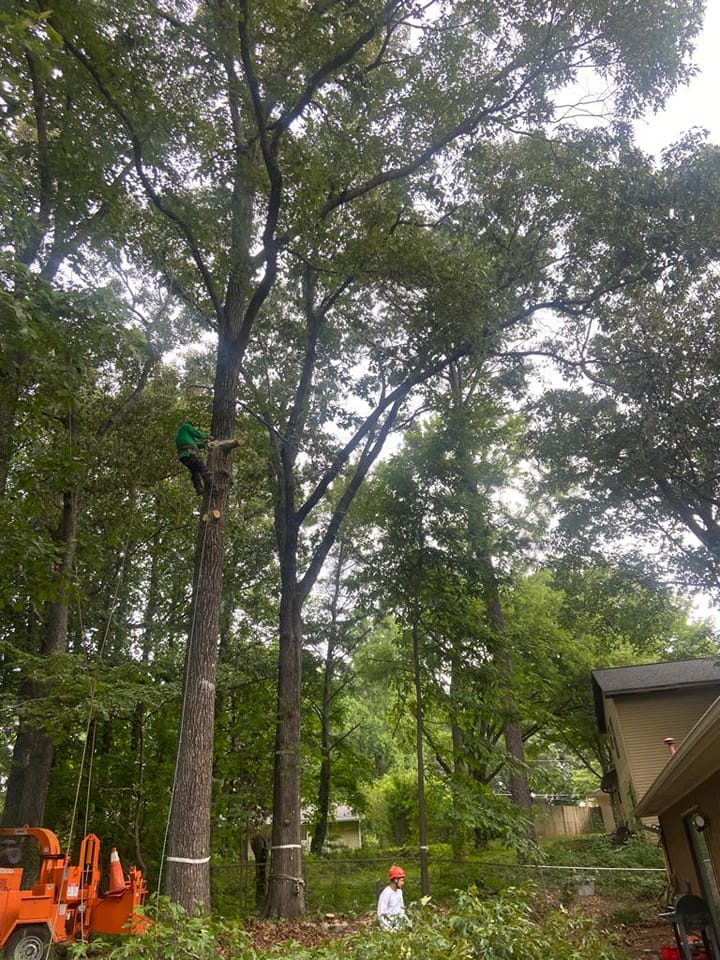 Cifuentes Tree Service LLC tree service work