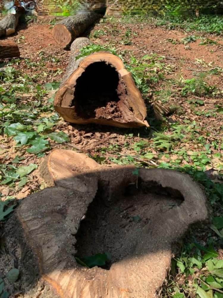 Photo of Cifuentes Tree Service LLC