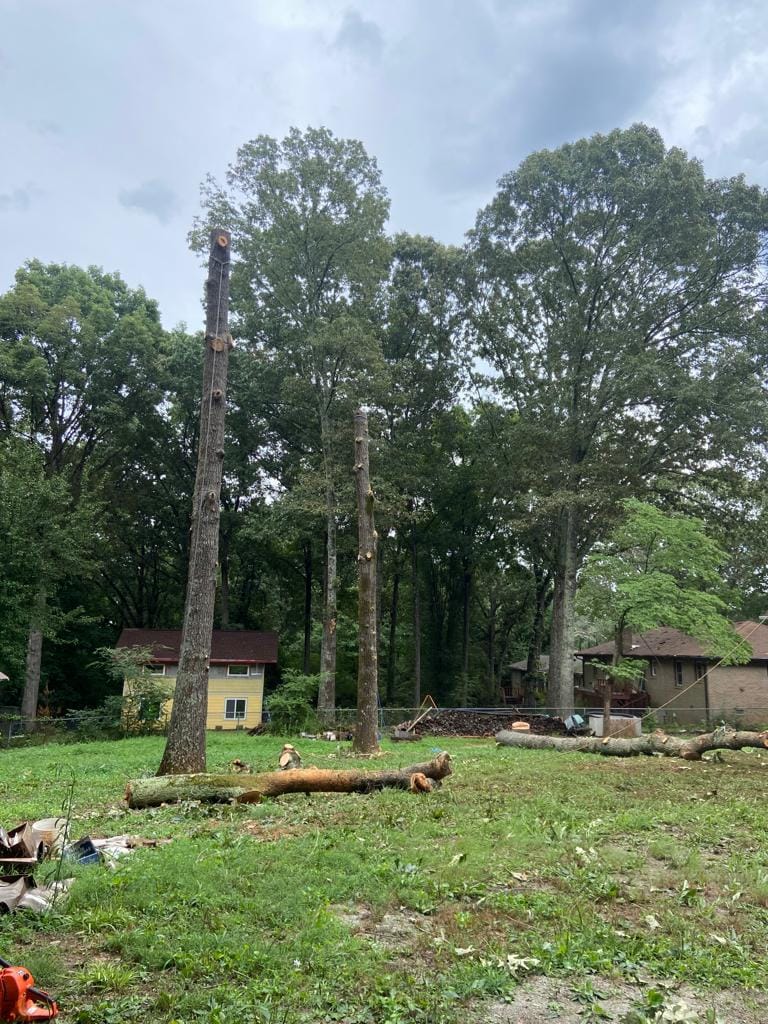 Cifuentes Tree Service LLC tree service work