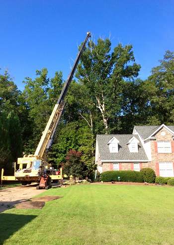 Porterfield Stump and Tree tree service work