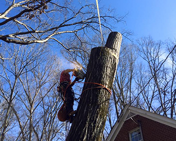 Porterfield Stump and Tree tree service work