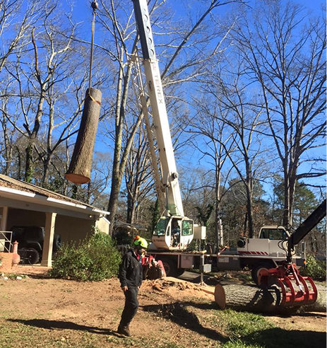 Porterfield Stump and Tree tree service work