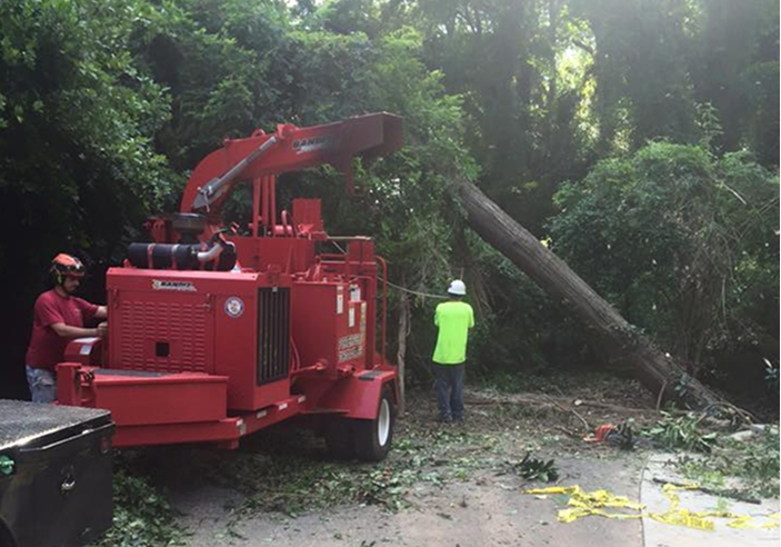 Porterfield Stump and Tree tree service work