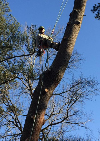 Porterfield Stump and Tree tree service work