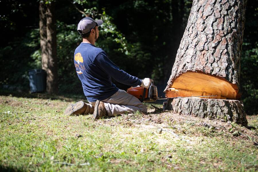 Driscoll Tree Service tree service work