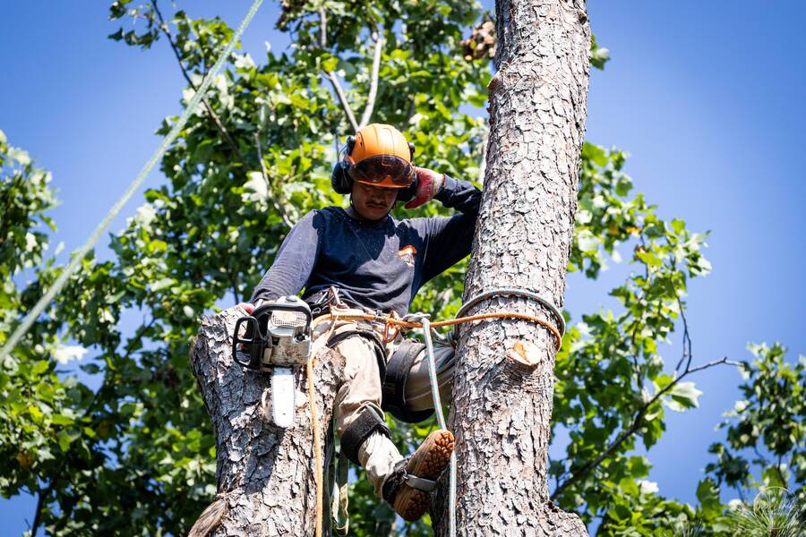 Driscoll Tree Service tree service work