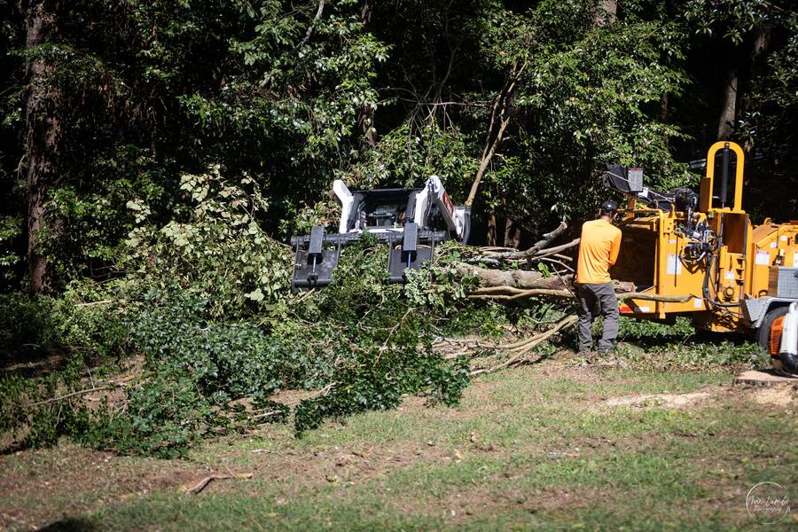 Driscoll Tree Service tree service work