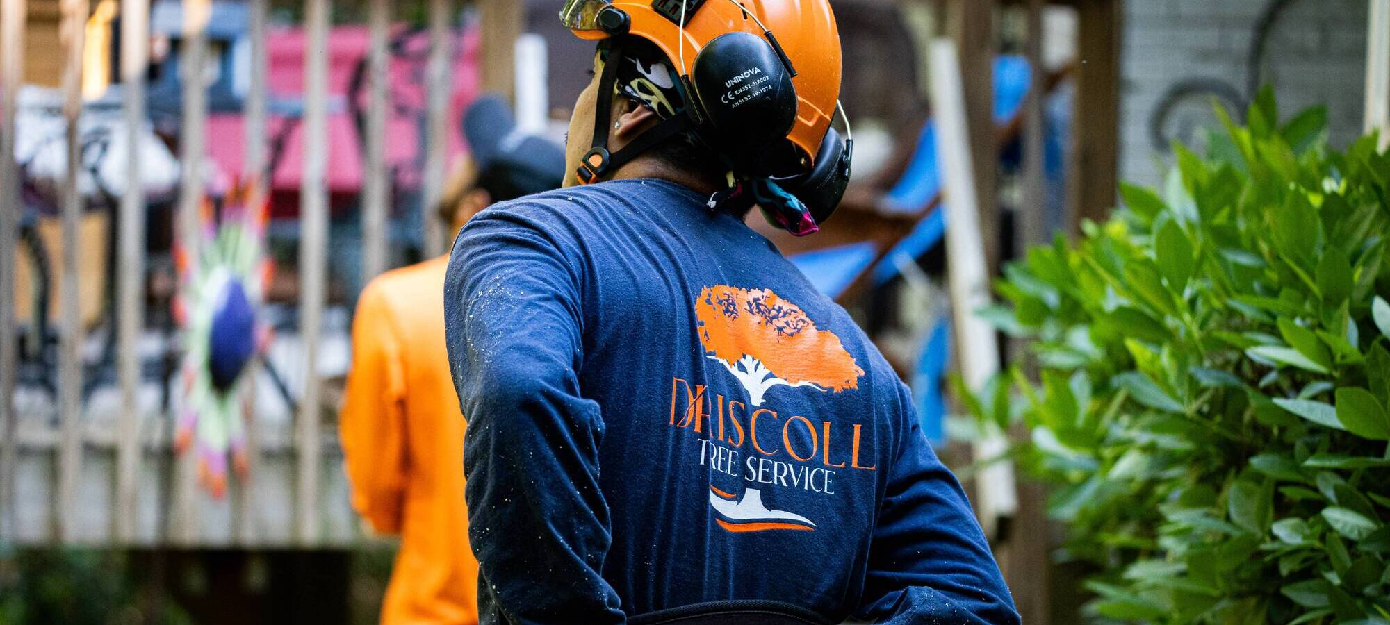 Driscoll Tree Service tree service work