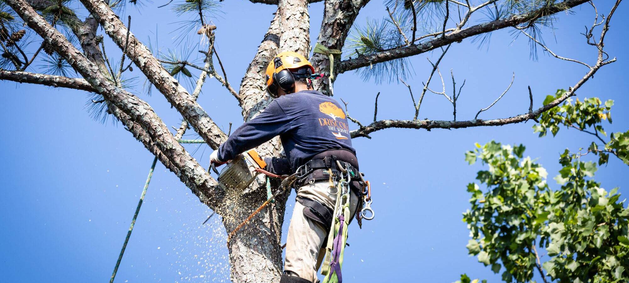 Driscoll Tree Service tree service work
