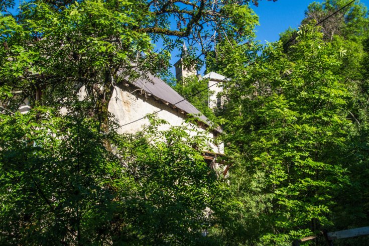 Driscoll Tree Service tree service work