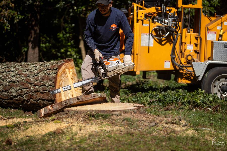 Driscoll Tree Service tree service work