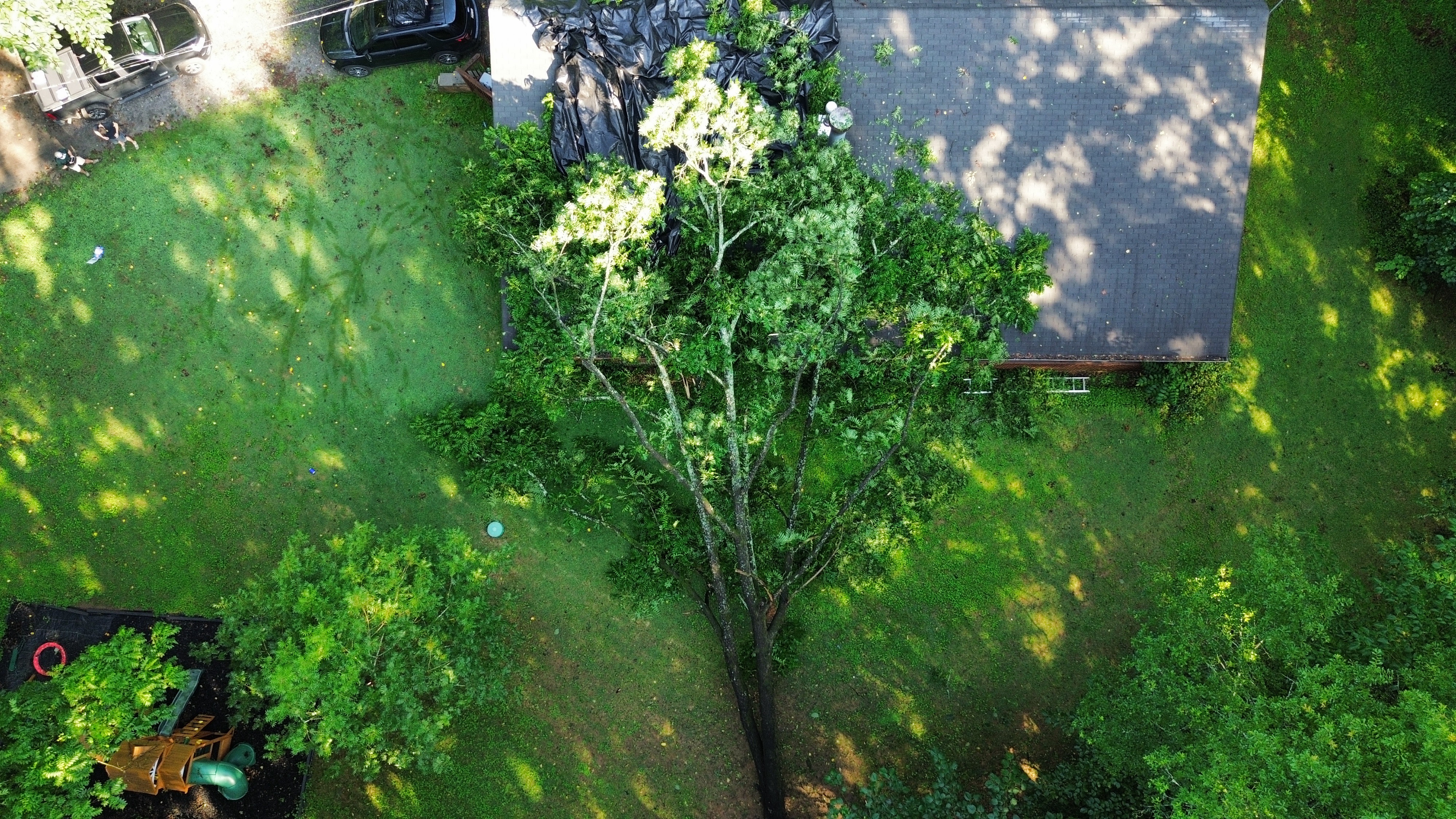 Executive Branch Tree and Landscape tree service work