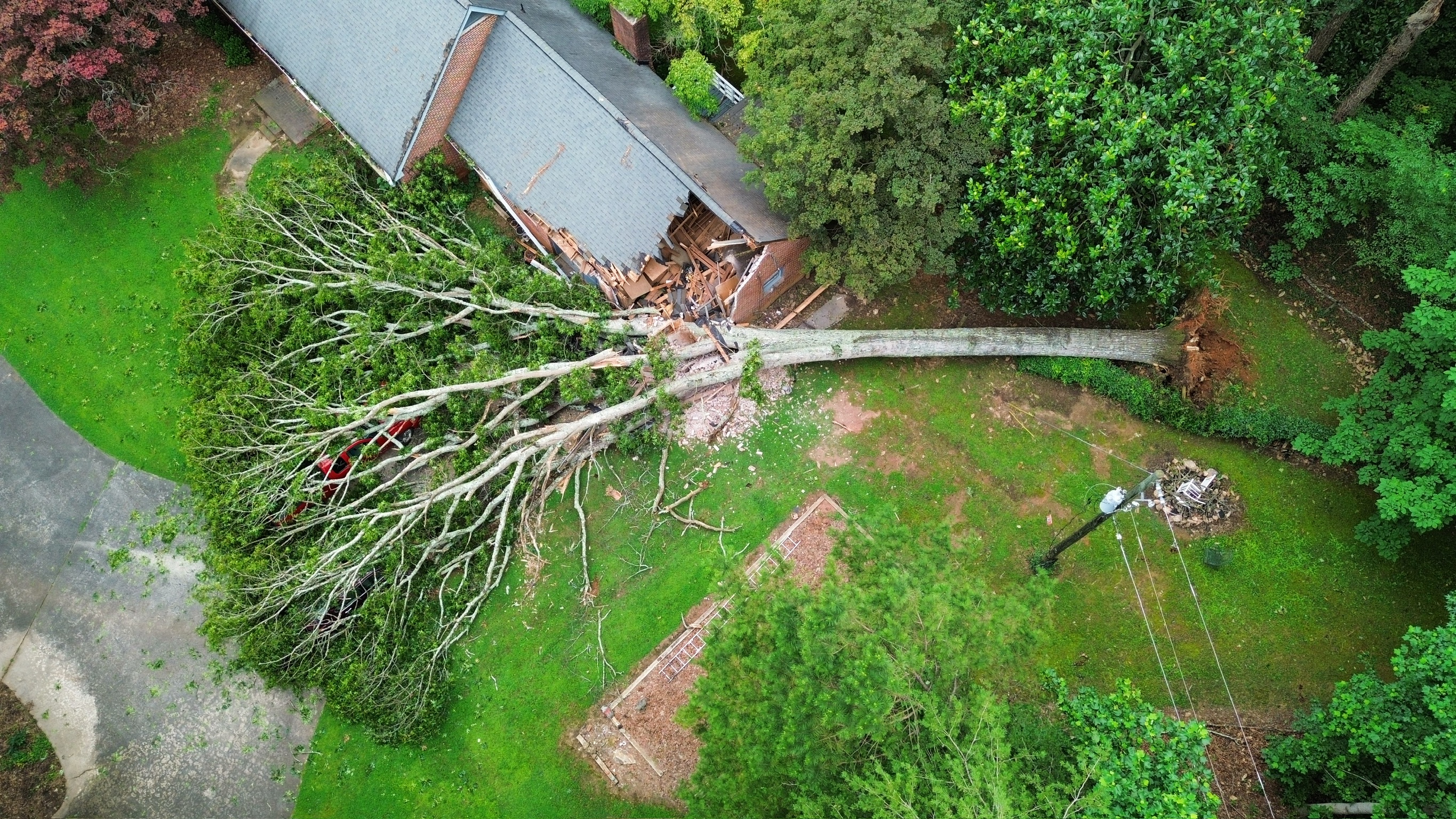 Tree removal