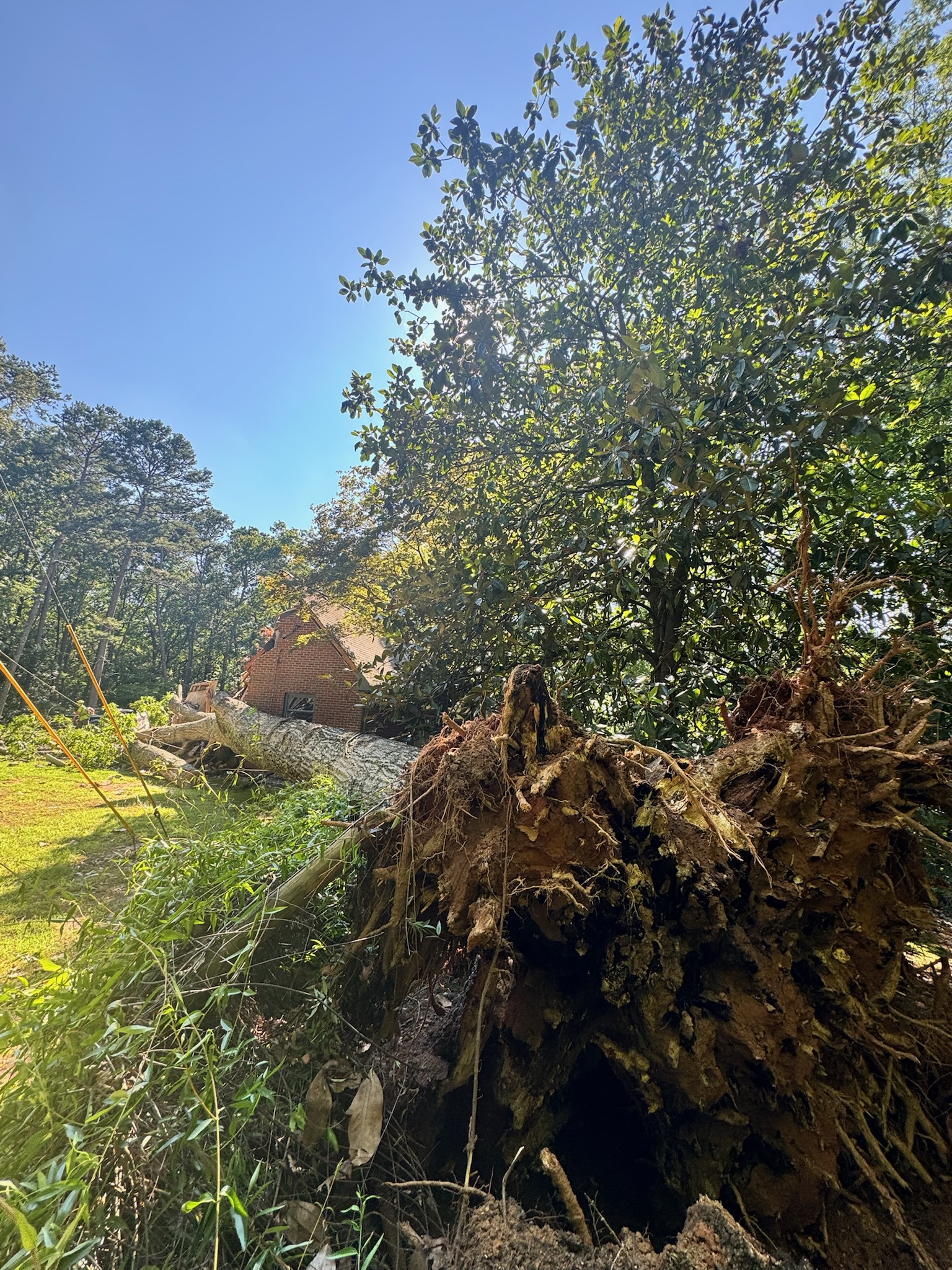 Executive Branch Tree and Landscape tree service work