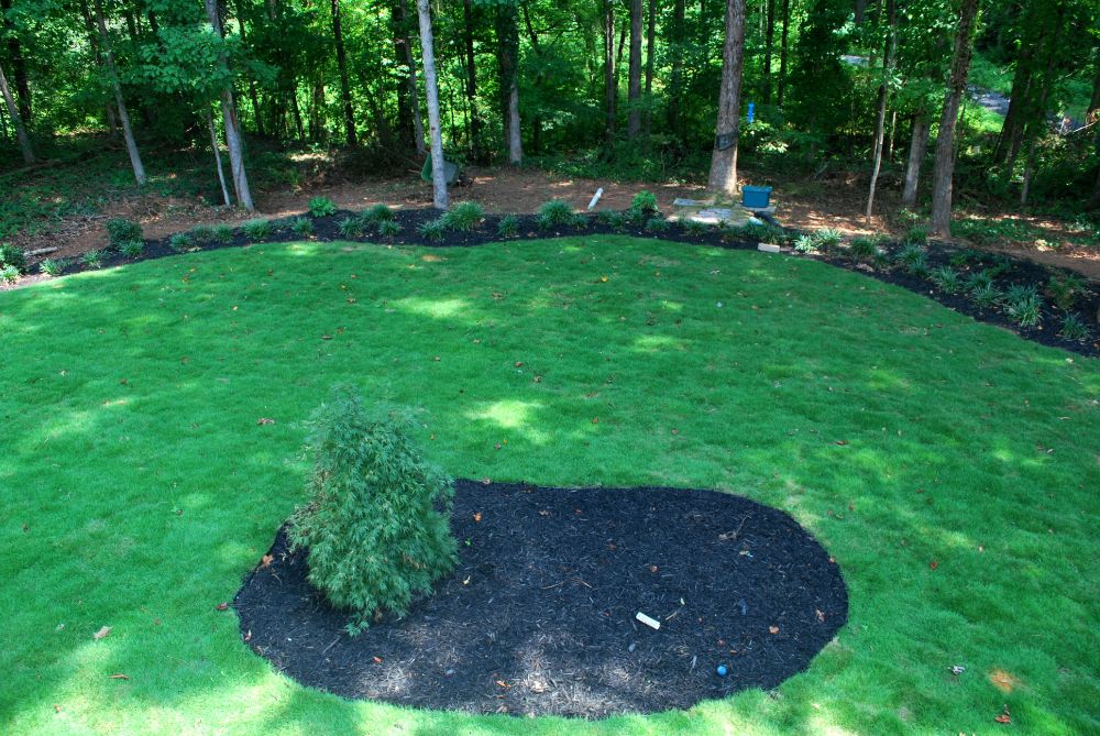 New zoysia with black mulch