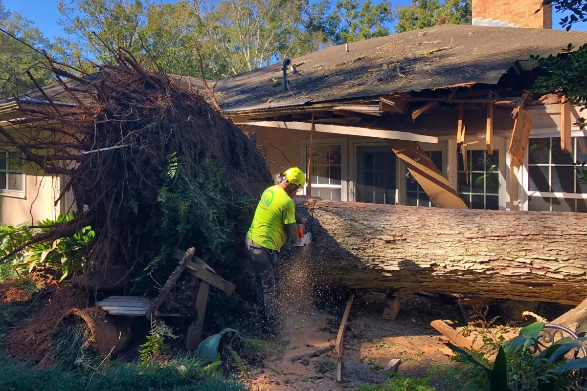 Tree Services From A Team Of Expert AKA Tree Service Georgia