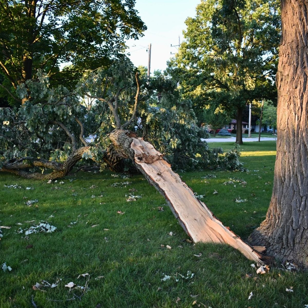 Tree Service Signs and Problems AKA Tree Service