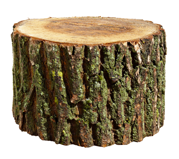 Photo of All In Tree Services and Pro