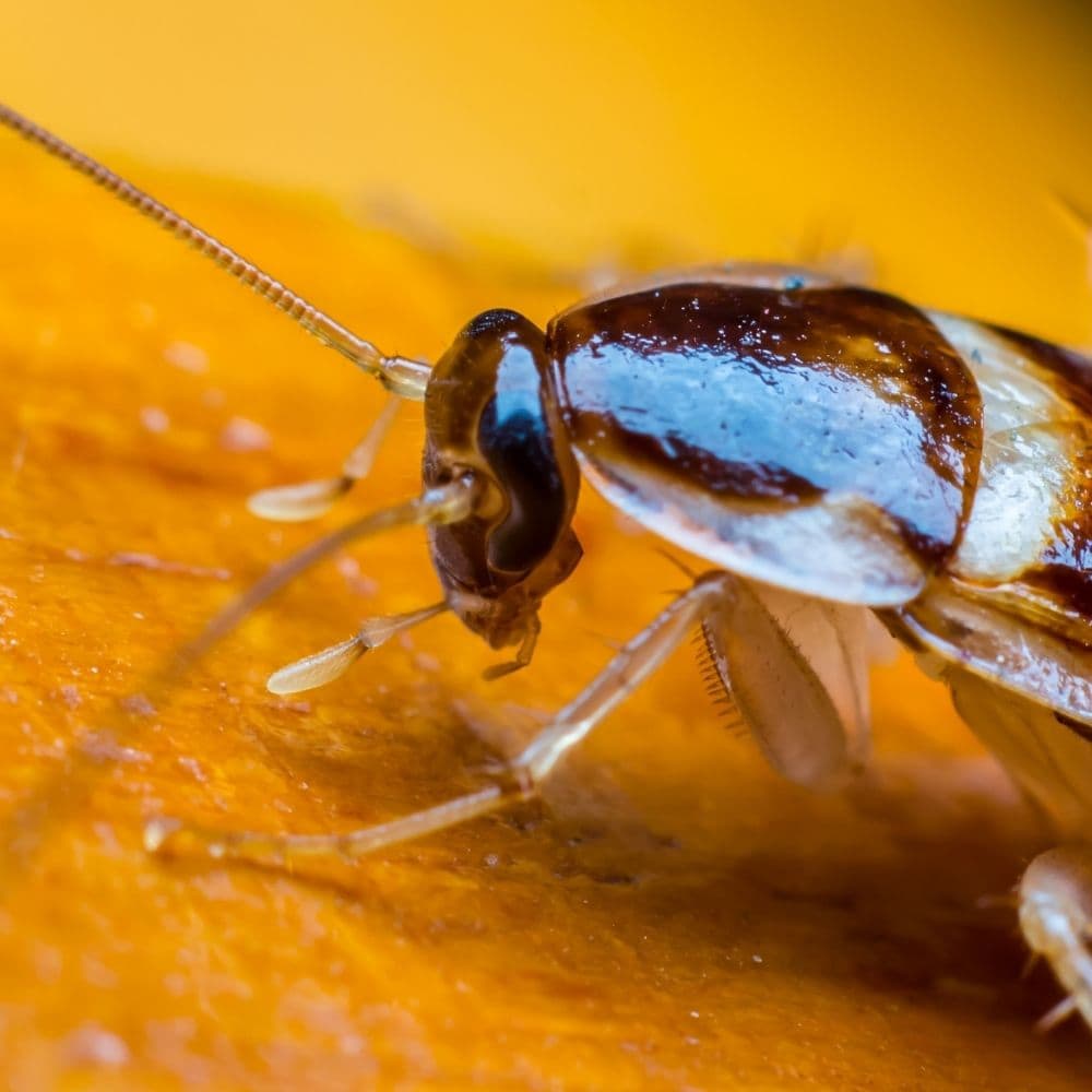 Fp service hero pest control