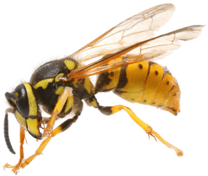 Wasp accent