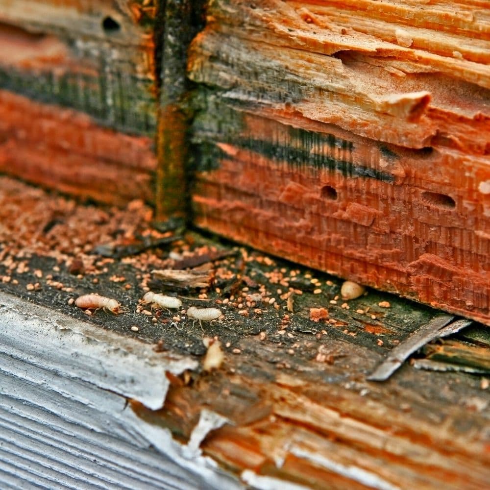 Fp service hero termite control