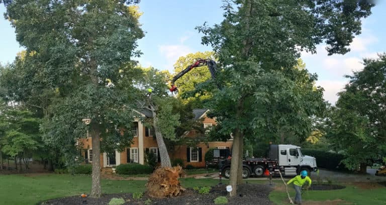 Dunwoody tree removal1 768x408