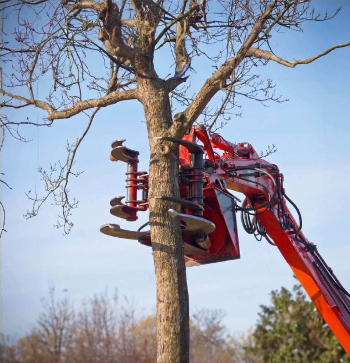 Tree service georgia