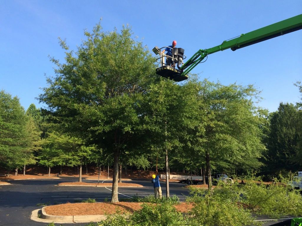 Tree trimming cherry picker