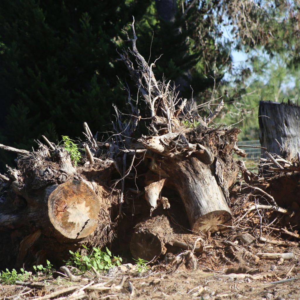 Dekalb Tree Service tree service work