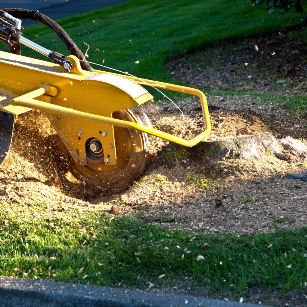 Dekalb Tree Service tree service work