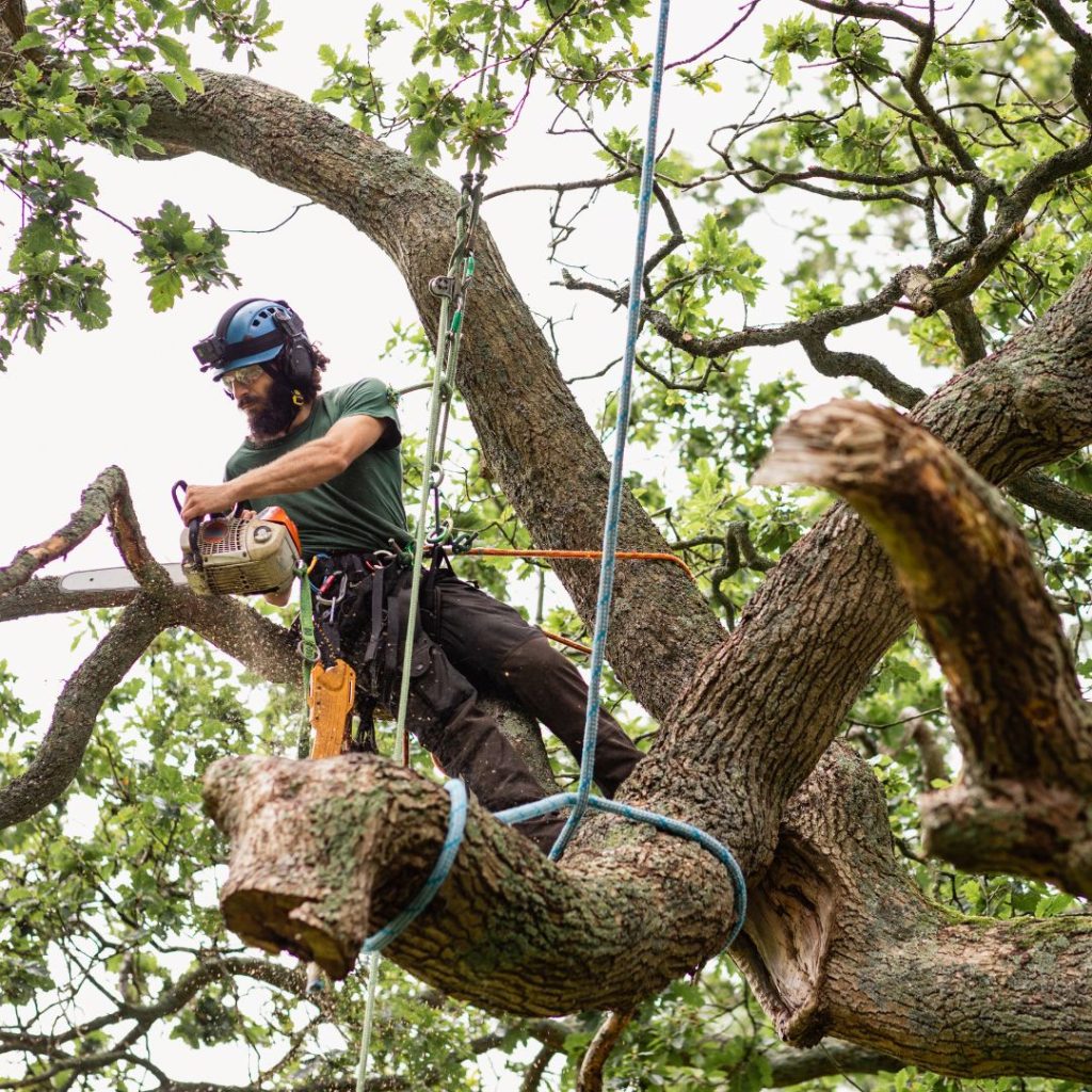 Dekalb Tree Service tree service work