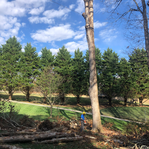 Photo of Grist Arbor Services