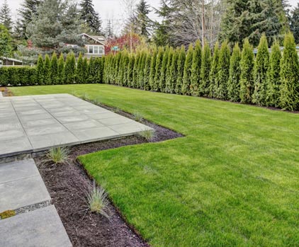 Lawn Image