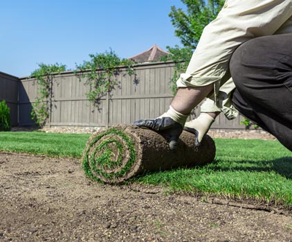 Sod Image