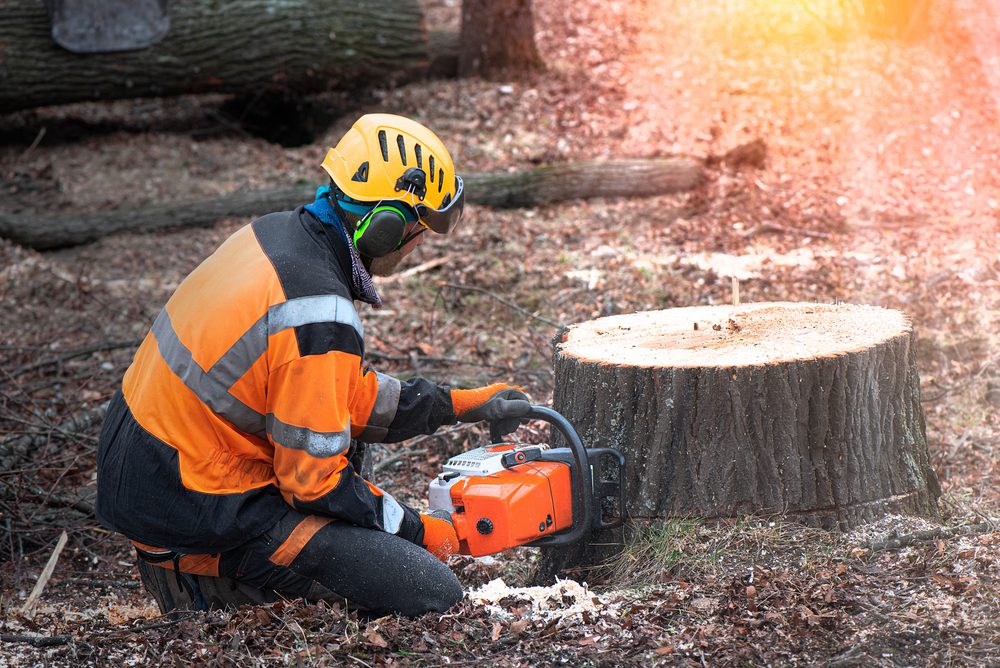 Axpert tree service tree service work