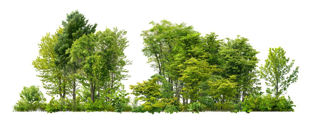Axpert tree service tree service work
