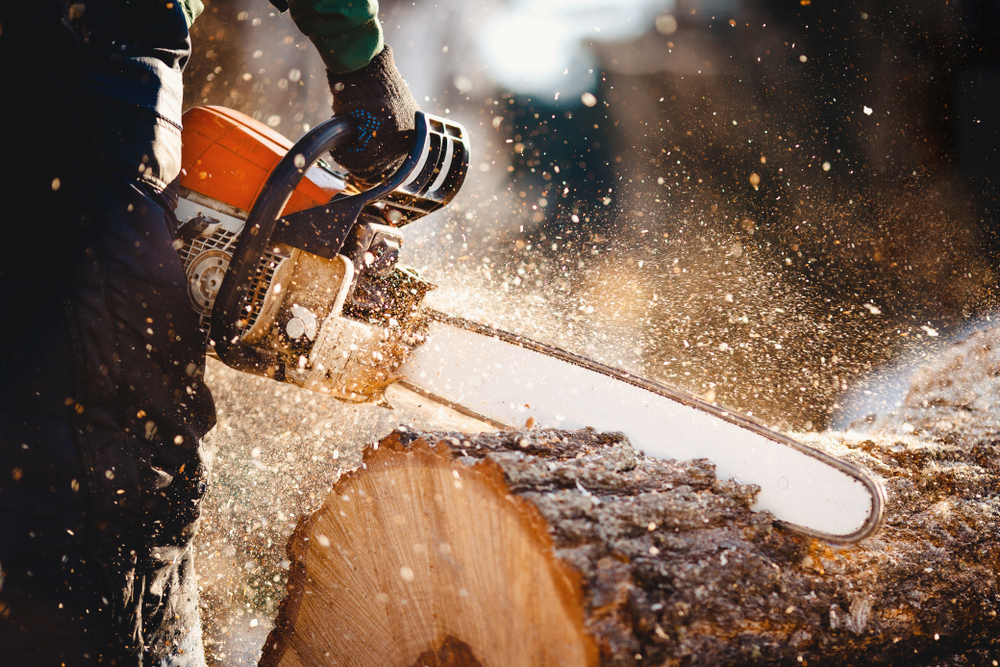 Axpert tree service tree service work