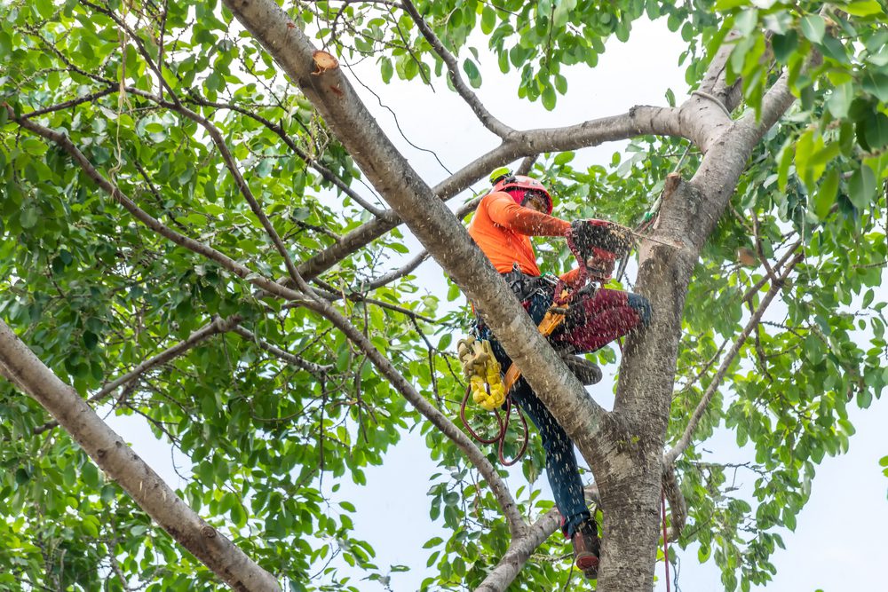 Axpert tree service tree service work