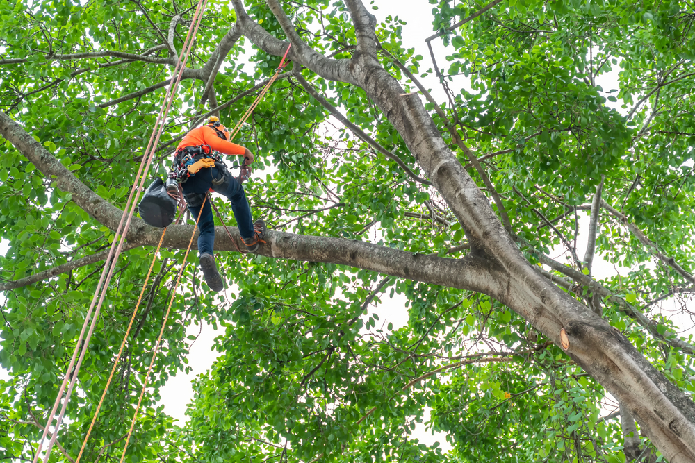 Photo of Axpert tree service