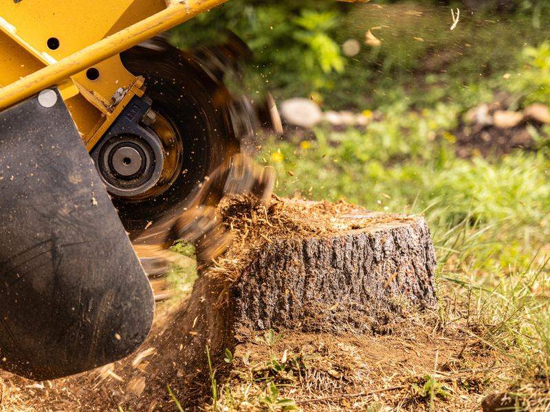 Stump grinding md