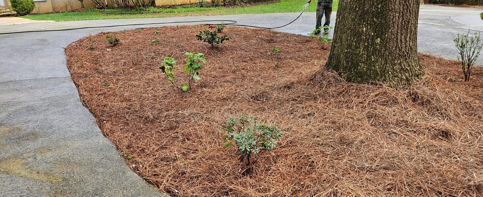 Future landscaping LLC tree service work