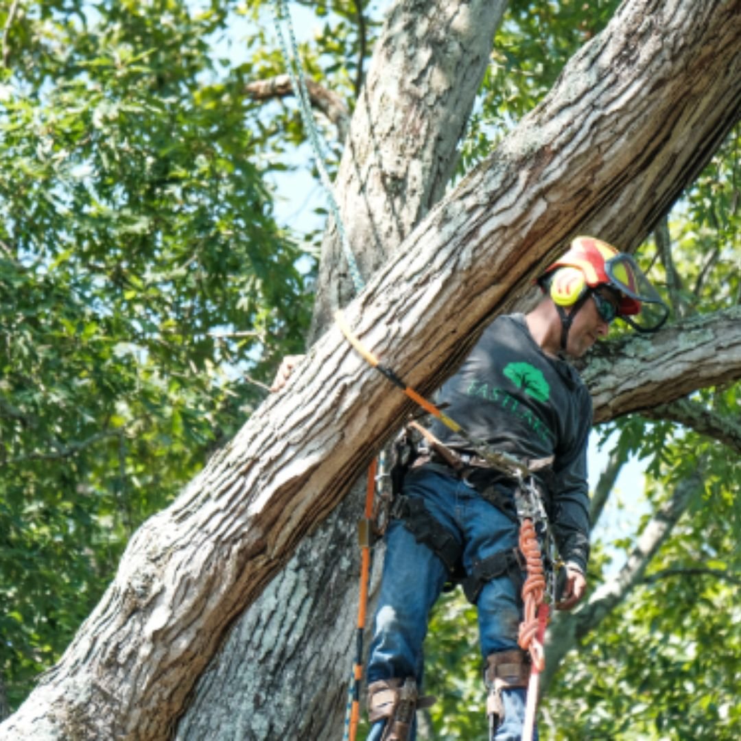 Climbing arborist removal
