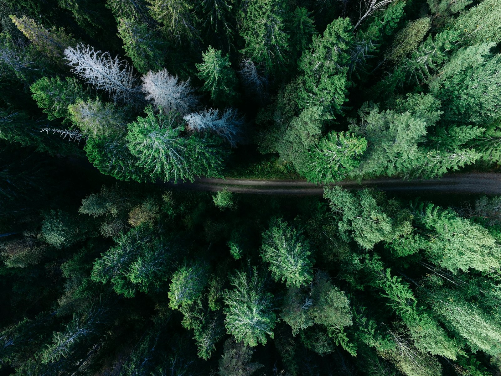 Photo of Heflin Tree Service LLC