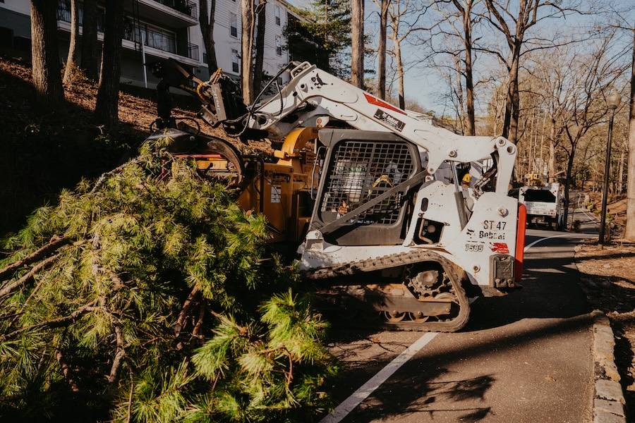 Sesmas Tree Service of Cumming tree service work