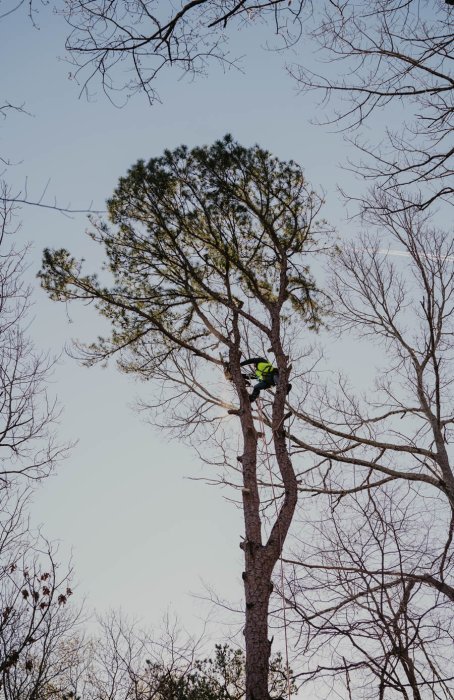 Sesmas Tree Service of Cumming tree service work